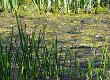 Cleaning Up Recycled Water With Reeds: Case Study